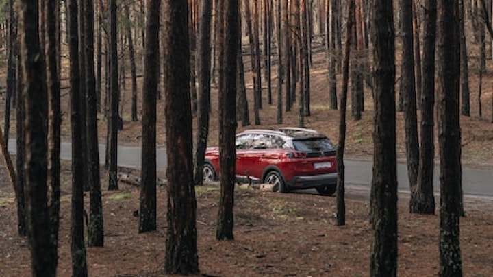 red car driving in the forest